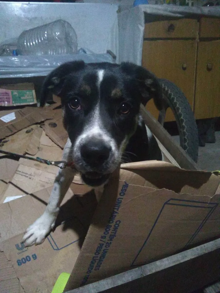 Cachorro raça Não sei  idade 2 a 6 meses nome Maya