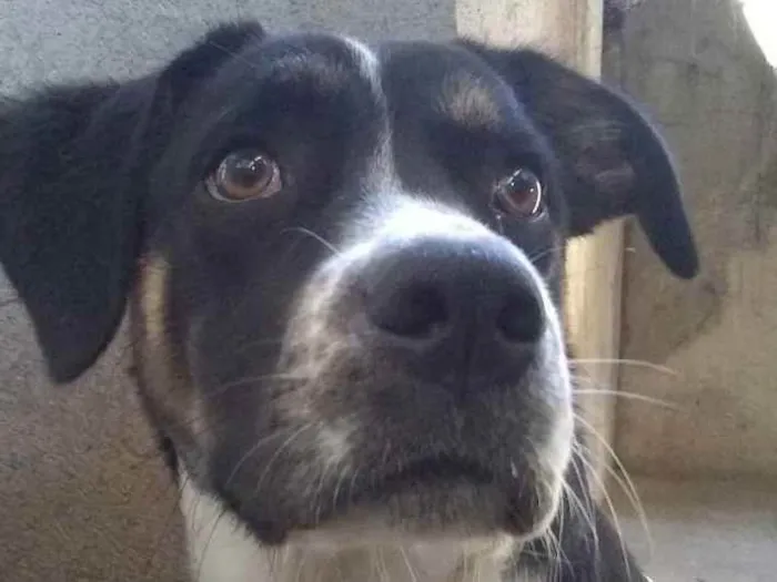 Cachorro raça Não sei  idade 2 a 6 meses nome Maya