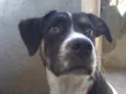 Maya