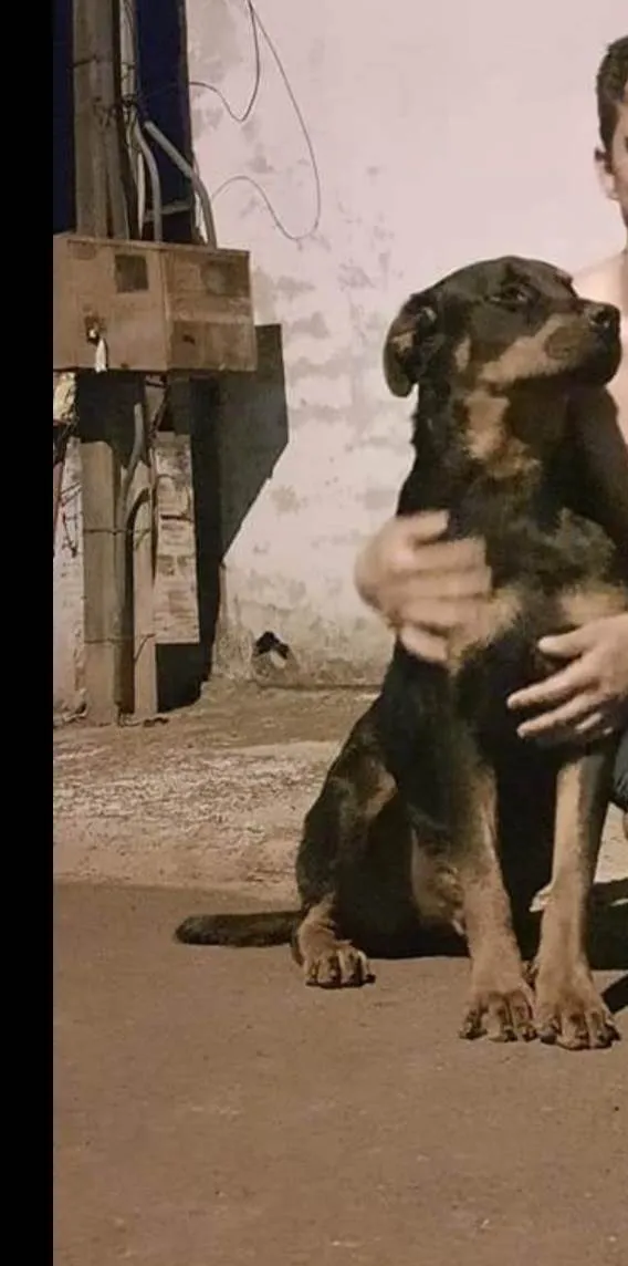 Cachorro raça Rothevaler  idade 4 anos nome Thor