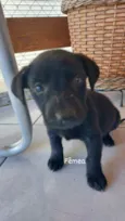 Pretinha