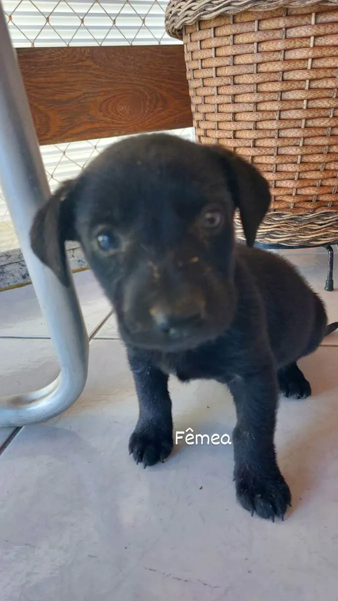 Cachorro ra a SRD idade Abaixo de 2 meses nome Pretinha