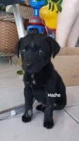 Pretinho 