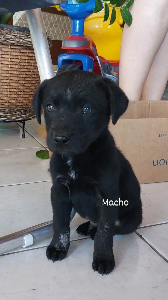 Cachorro ra a SRD idade Abaixo de 2 meses nome Pretinho 