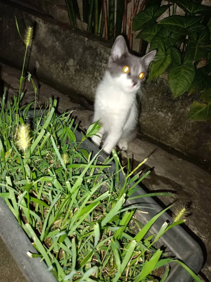 Gato ra a Srd idade 2 a 6 meses nome Junior
