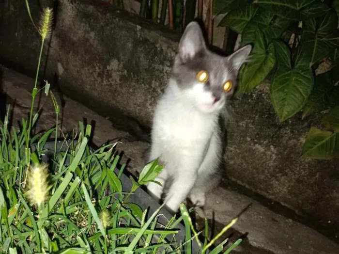 Gato ra a Srd idade 2 a 6 meses nome Junior