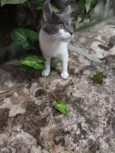 Junior