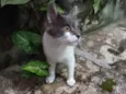 Junior