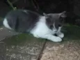 Junior