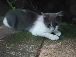 Gato raça Srd idade 2 a 6 meses nome Junior