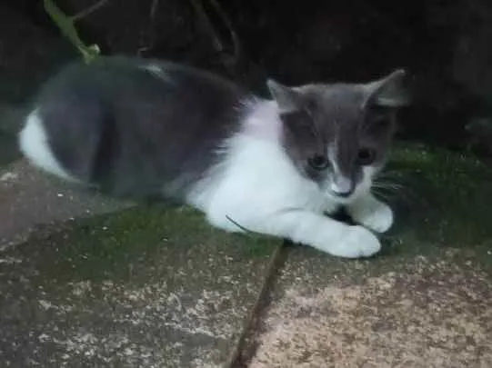 Gato ra a Srd idade 2 a 6 meses nome Junior