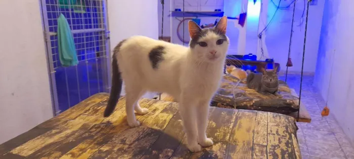 Gato ra a Srd idade 2 anos nome Vitório 