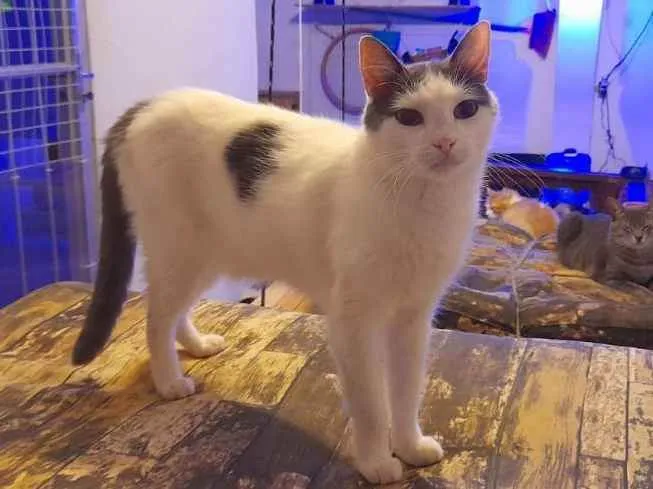 Gato ra a Srd idade 2 anos nome Vitório 