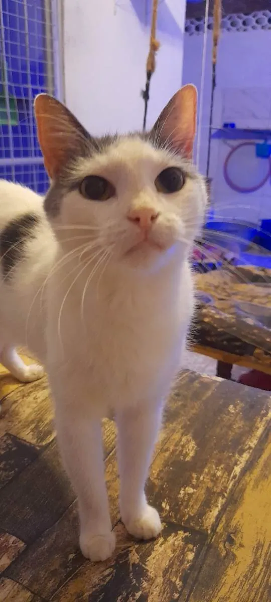 Gato ra a Srd idade 2 anos nome Vitório 