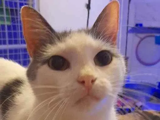 Gato ra a Srd idade 2 anos nome Vitório 