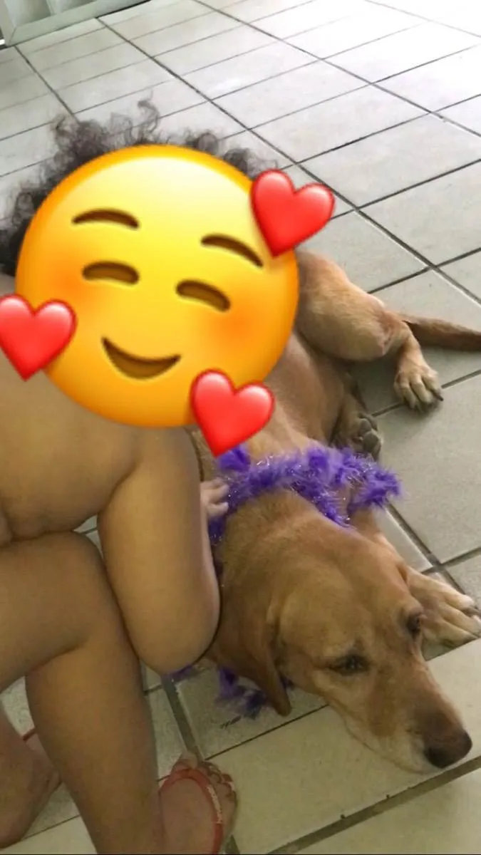 Cachorro ra a labrador  idade 5 anos nome Mel