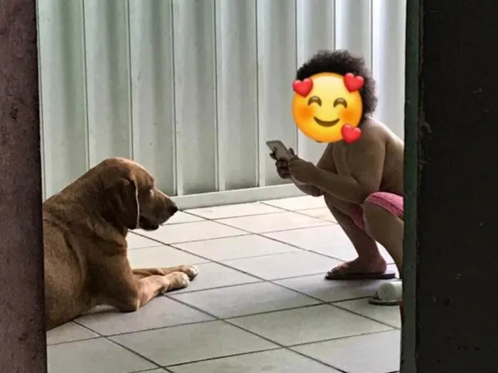 Cachorro ra a labrador  idade 5 anos nome Mel