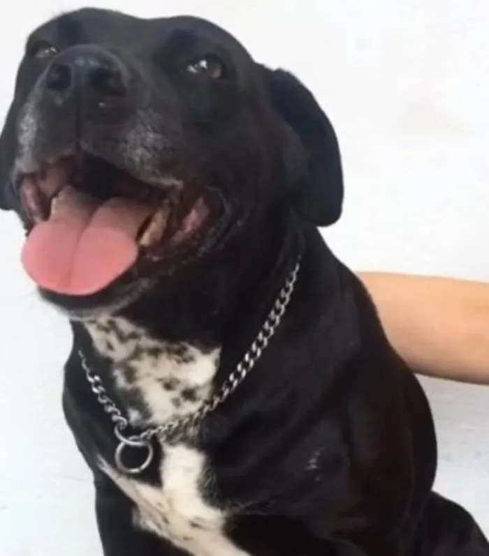 Cachorro ra a Vira lata idade 6 ou mais anos nome Pitoco, Tochinha e P