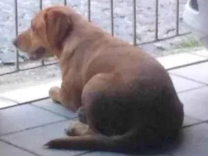 Cachorro raça labrador  idade 5 anos nome Mel