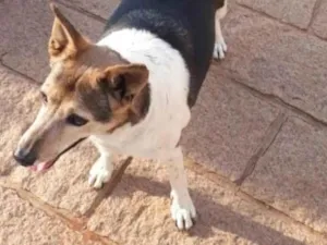 Cachorro raça Vira lata idade 6 ou mais anos nome Pitoco, Tochinha e P