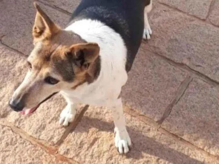 Cachorro ra a Vira lata idade 6 ou mais anos nome Pitoco, Tochinha e P