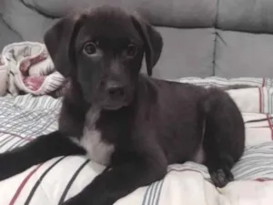 Cachorro raça Srd idade Abaixo de 2 meses nome Pitaya 