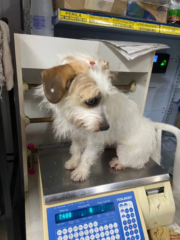 Cachorro raça srd idade 2 anos nome flor