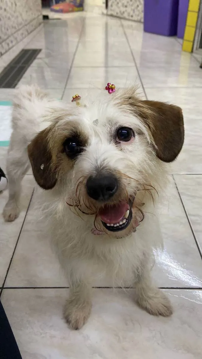 Cachorro raça srd idade 2 anos nome flor