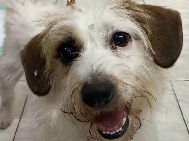 Cachorro raça srd idade 2 anos nome flor