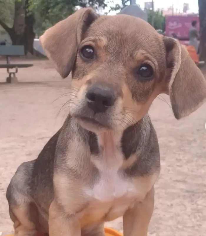 Cachorro ra a Srd idade 2 a 6 meses nome Avião 