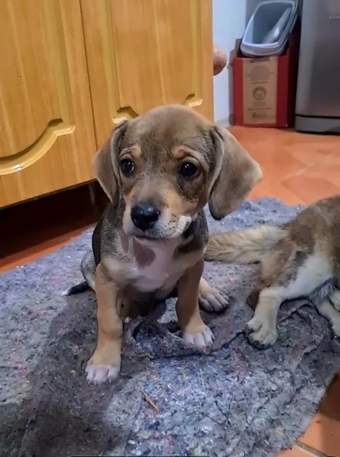 Cachorro ra a Srd idade 2 a 6 meses nome Avião 