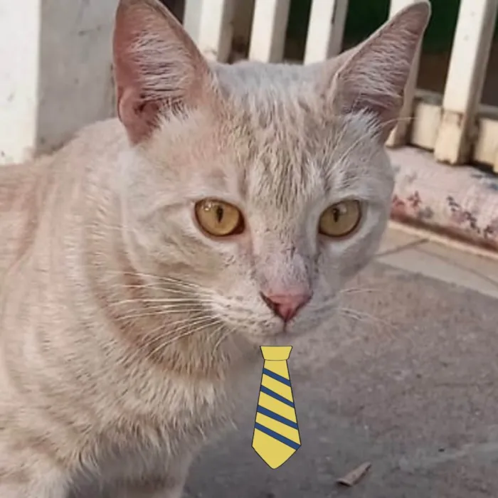 Gato ra a Mestiço  idade 2 a 6 meses nome Nick 