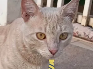Gato raça Mestiço  idade 2 a 6 meses nome Nick 