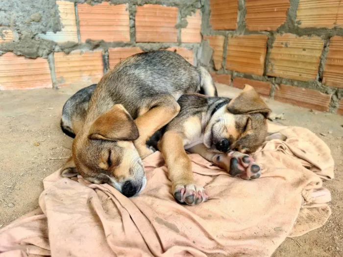 Cachorro ra a Srd idade 2 a 6 meses nome Avião 