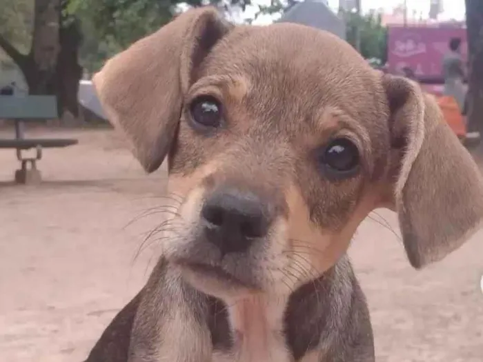 Cachorro ra a Srd idade 2 a 6 meses nome Avião 