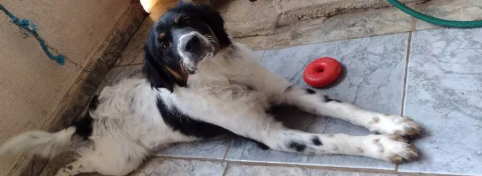 Cachorro ra a Sem raça idade 1 ano nome Duk