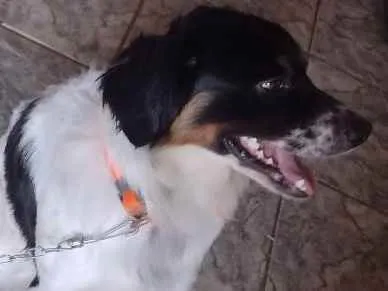 Cachorro ra a Sem raça idade 1 ano nome Duk