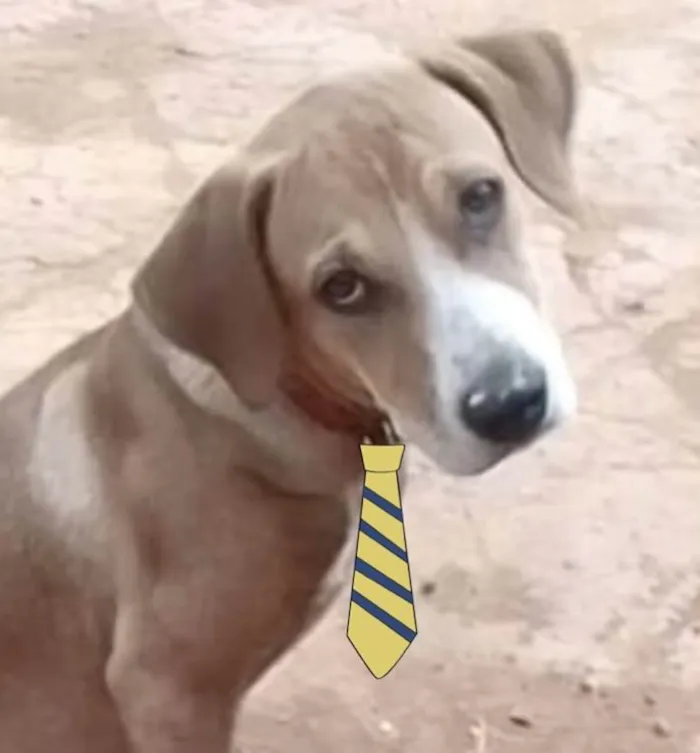 Cachorro ra a Mestiço  idade 2 a 6 meses nome Duque 