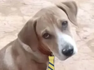 Cachorro raça Mestiço  idade 2 a 6 meses nome Duque 