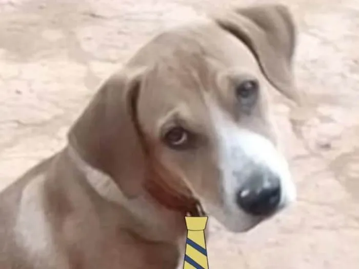 Cachorro ra a Mestiço  idade 2 a 6 meses nome Duque 