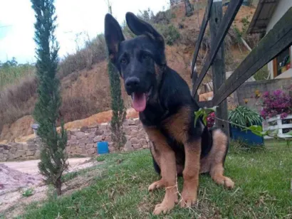 Cachorro raça Pastor alemão capa preta  idade 2 a 6 meses nome Lohan
