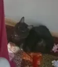 Nabi