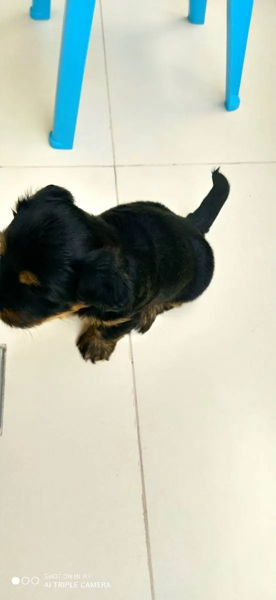 Cachorro ra a Schnauzer com vira lata idade Abaixo de 2 meses nome Não tem 