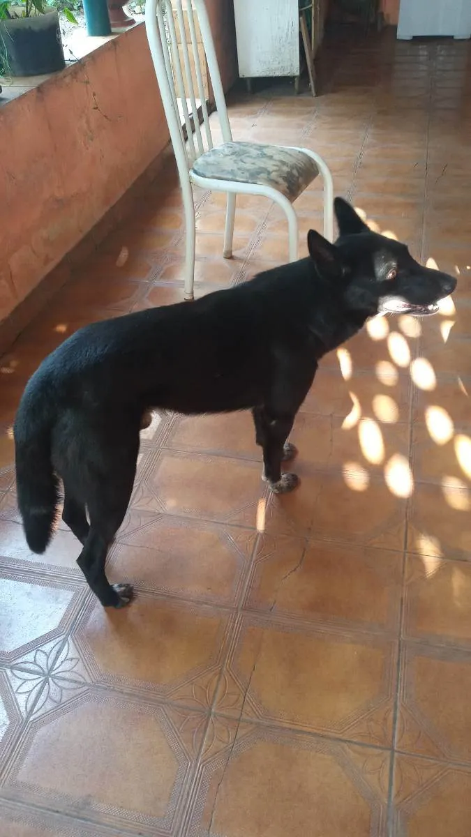 Cachorro ra a Viralata idade 6 ou mais anos nome Negao