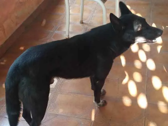 Cachorro ra a Viralata idade 6 ou mais anos nome Negao