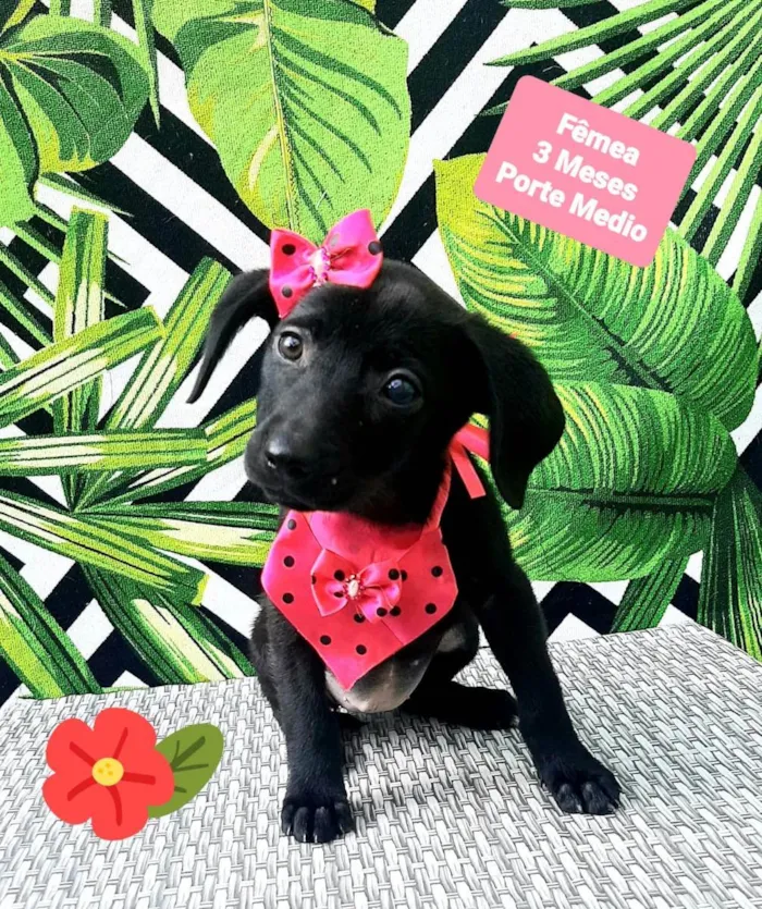 Cachorro raça Srd idade 2 a 6 meses nome Girassol