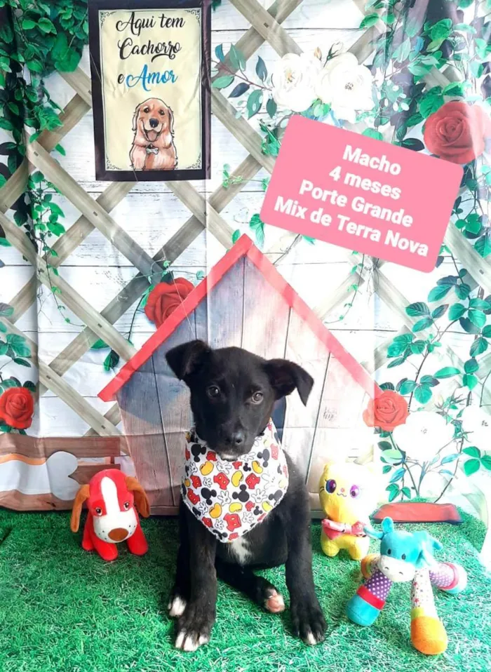 Cachorro raça Mix de terra nova idade 2 a 6 meses nome Trovoada 