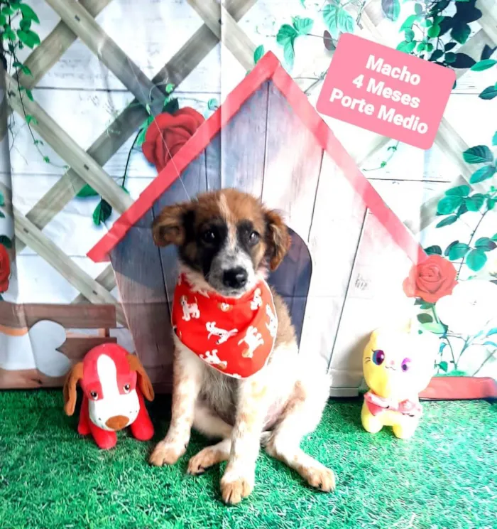 Cachorro raça Hades idade 2 a 6 meses nome Bases