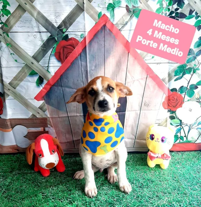 Cachorro raça Srd idade 2 a 6 meses nome Buda