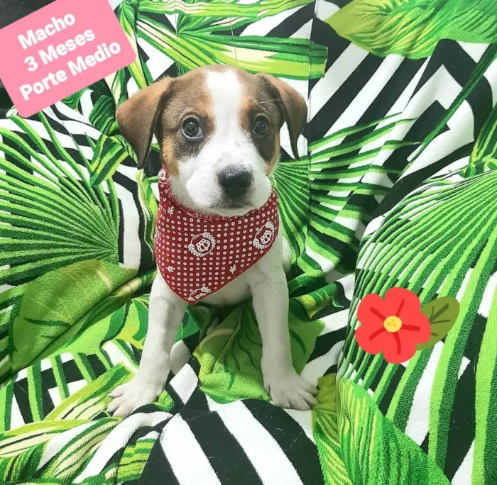 Cachorro raça Srd idade 2 a 6 meses nome Pudim